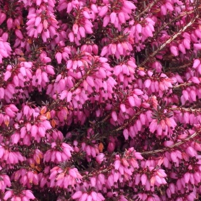 Bruyère alpine Winter Rubin