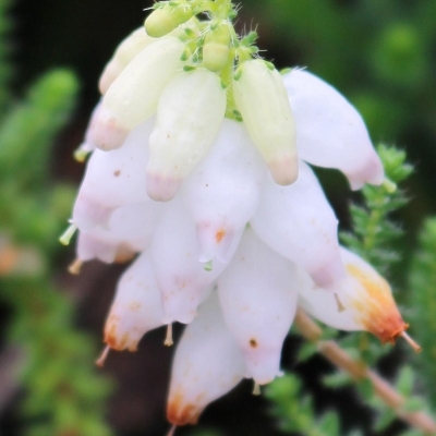 Bruyère ciliée Alba