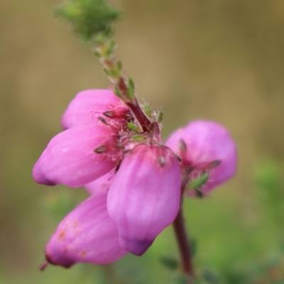 Bruyère ciliée Globosa