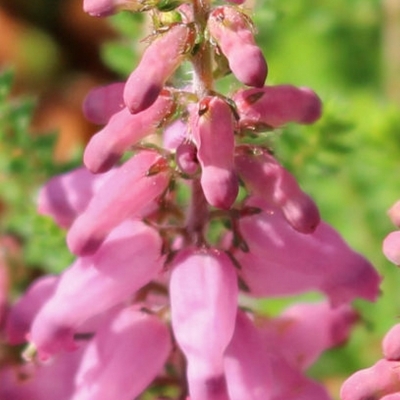 Bruyère ciliée Maweana