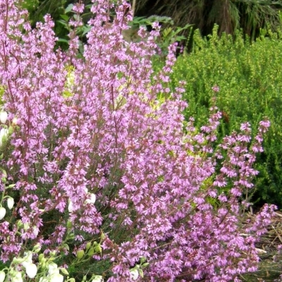 Bruyère cendrée Schizopetala