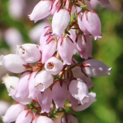 Bruyère cendrée Apple Blossom