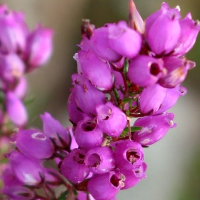 Bruyère cendrée Atropurpurea