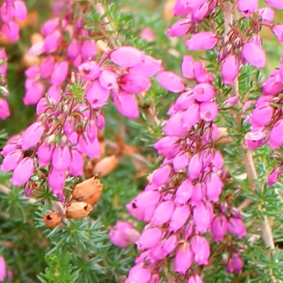 Bruyère cendrée Rose Queen