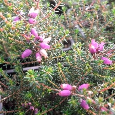 Bruyère cendrée Rosea