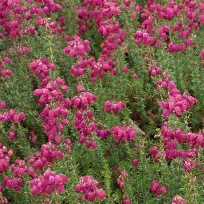 Bruyère cendrée Velvet Night