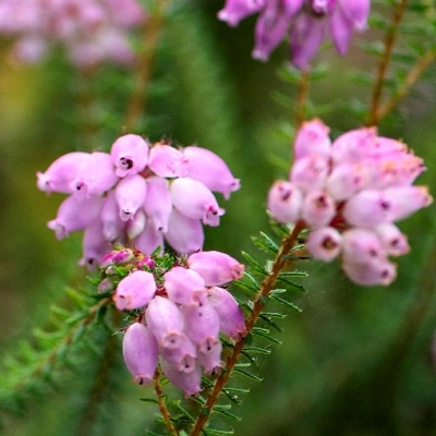 Bruyère de MacKay Lawsoniana