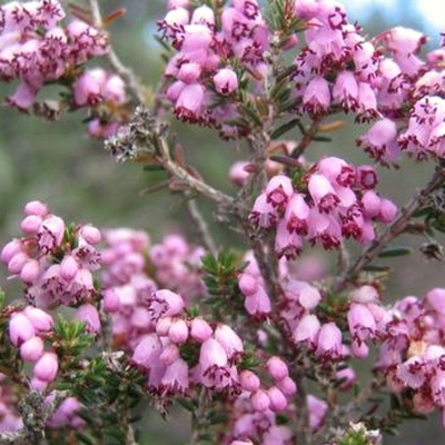 ERICA manipuliflora