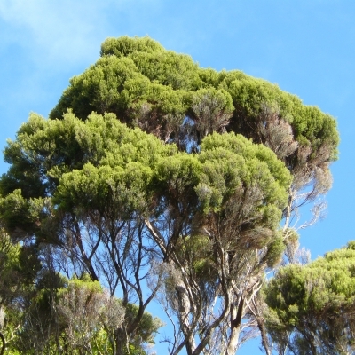 Bruyère à balai ssp Azorica, Brande ssp Azorica