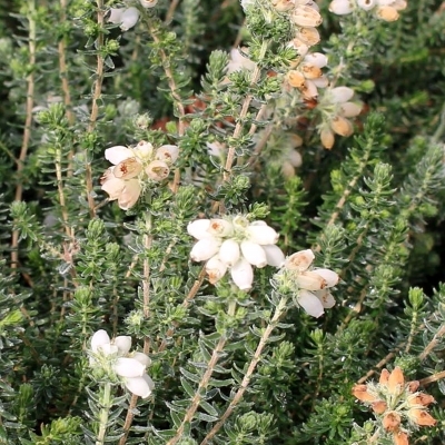 Bruyère des marais Alba Praecox