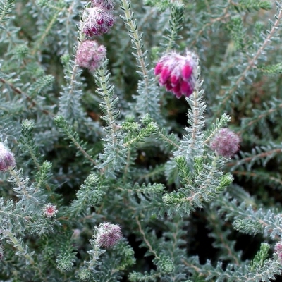 Bruyère des marais Con Underwood