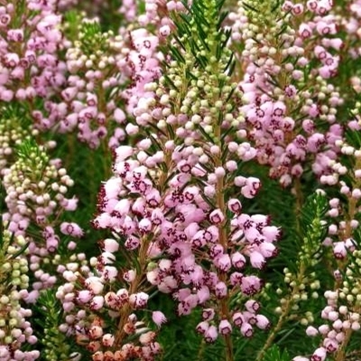 Bruyère de Cornouailles Grandiflora