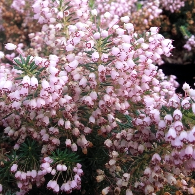 Bruyère de Cornouailles Holden Pink