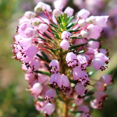 Bruyère de Cornouailles Hookstone Rosea