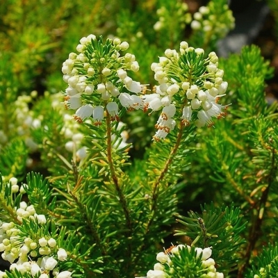 Bruyère de Cornouailles Kevernensis Alba