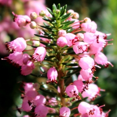 Bruyère de Cornouailles Pyrenees Pink