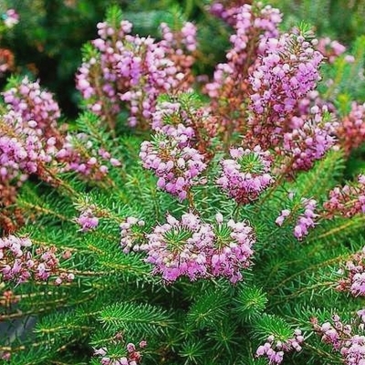 Bruyère de Cornouailles Rubra