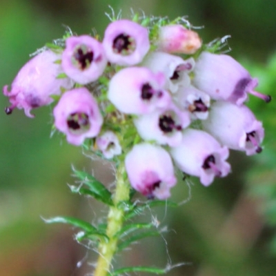 Erica x stuartii Nacung