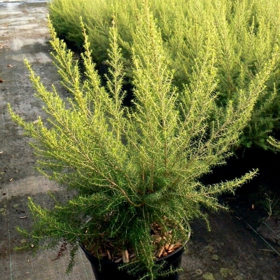 ERICA x veitchii