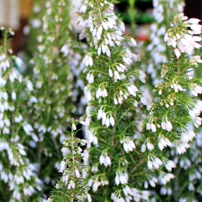 Erica arborescente Pink Joy