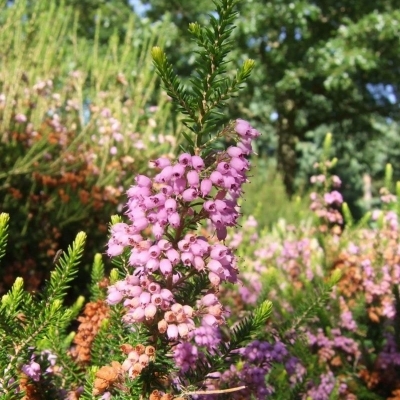 ERICA x williamsii