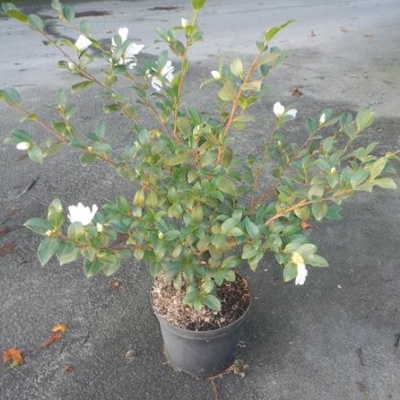 Camellia d'automne Cherokee