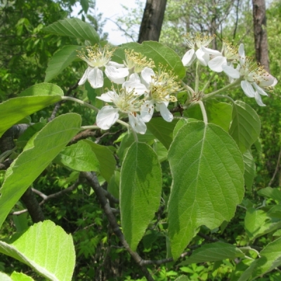 Pommier de Tschonoskii