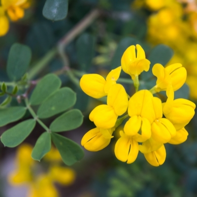 CORONILLA