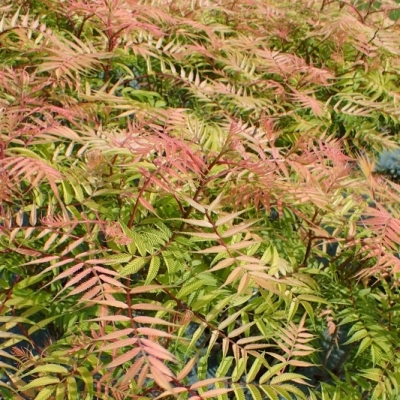 Sorbaria sorbifolia Sem