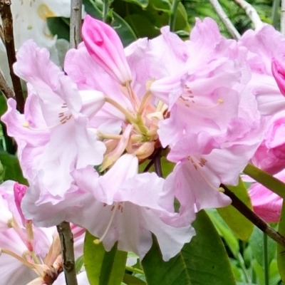 Rhododendron hybride Loderi Pink Diamond