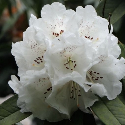 Rhododendron hybride Sir Charles Lemon