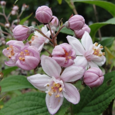 Deutzia Mont Rose