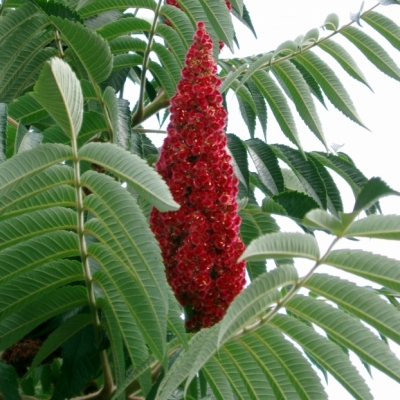 Sumac de Virginie