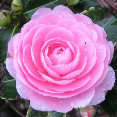 Camellia hybride E G Waterhouse