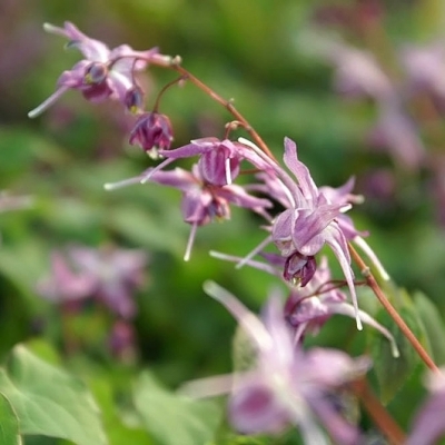 Fleurs des Elfes Lilafee