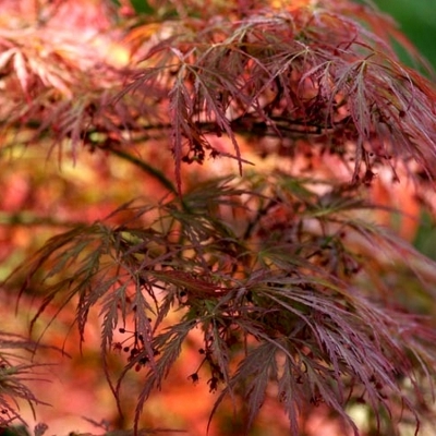 ACER palmatum dissectum