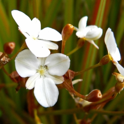 Iris de Nouvelle Zélande