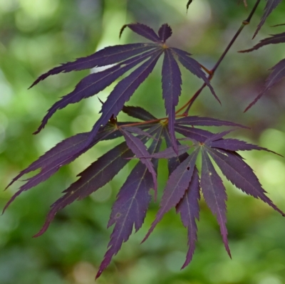 Erable Japonais Sumi Nagashi