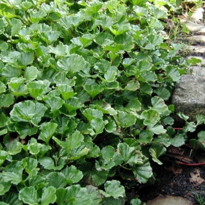 GUNNERA