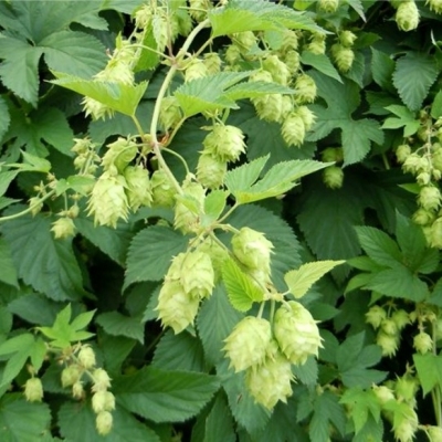 Houblon