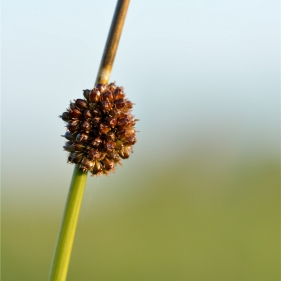 JUNCUS