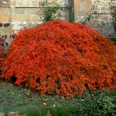 Erable Japonais dissectum Ornatum