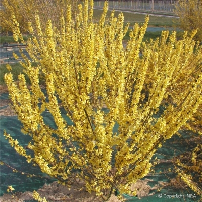 Mimosa de Paris Mélée d'or ®