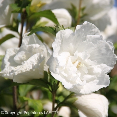 Althéa White Chiffon ®, Rose de Chine White Chiffon ®, Ketmie White Chiffon ®