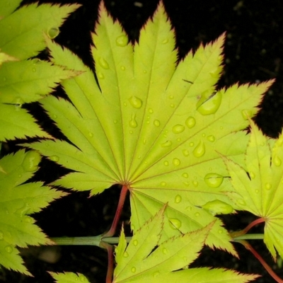 ACER shirasawanum