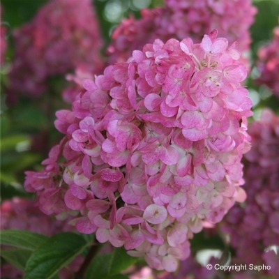 Hortensia paniculé Sundae Fraise ® Rensun