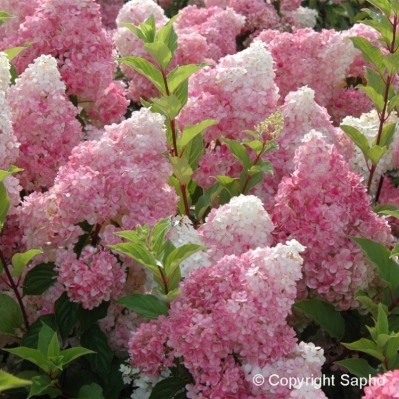 Hortensia paniculé Vanille Fraise ® Renhy