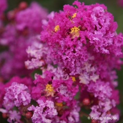 Lilas des Indes Violet d'été ®