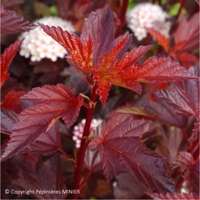 Physocarpe à feuilles d'Obier Diable d'Or ®