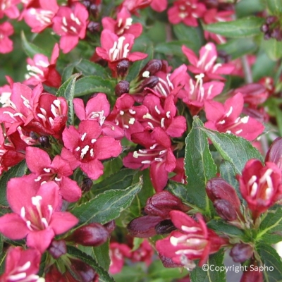 Weigelia x Nain Rouge ®